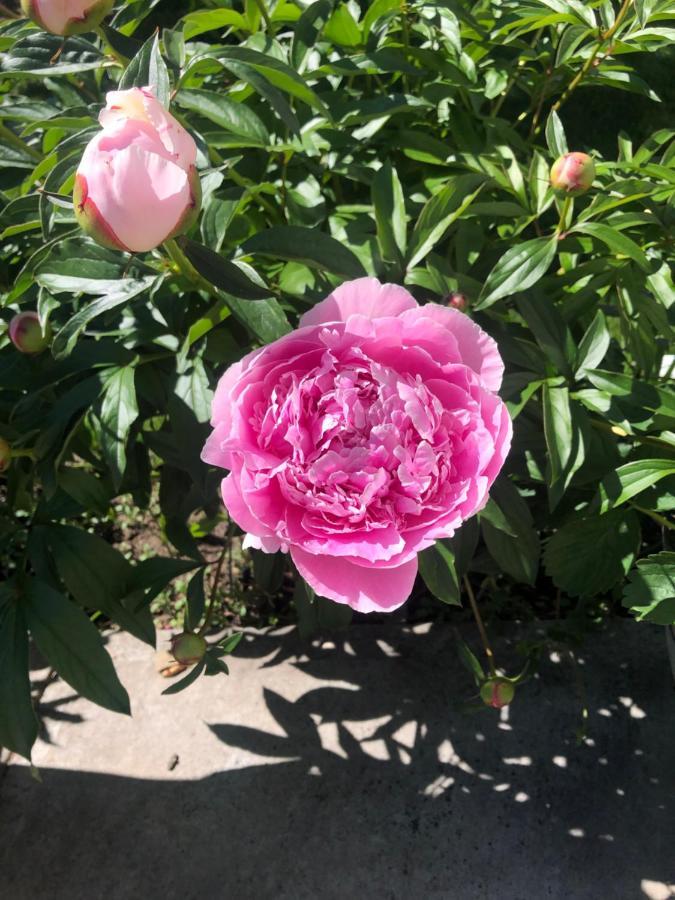 Hamptons Rose garden family! Hotel YYC Buitenkant foto